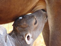 Colostrum
